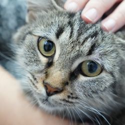 Integral Clínica Veterinaria Cullera