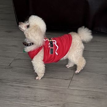 Pet Parlor Pet Grooming - Pet Groomers Near Me - Baton Rouge, Louisiana