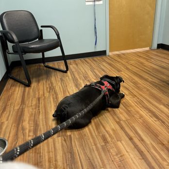 Sixth Street Veterinary Hospital - My baby waiting for the Vet to come back with treats - Veterinarians Near Me - Macclenny, Florida Sixth Street Veterinary Hospital - My baby waiting for the Vet to come back with treats - Veterinarians Near Me - Macclenny, Florida