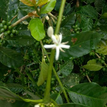 Cafe Gran Batey - Flower, before the coffee grain - Cafes Near Me - Utuado, Puerto Rico Cafe Gran Batey - Flower, before the coffee grain - Cafes Near Me - Utuado, Puerto Rico
