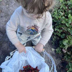 Olive Berry Acres