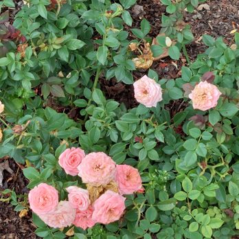 Chicago Botanic Garden - Roses - Botanical Gardens Near Me - Glencoe, Illinois Chicago Botanic Garden - Roses - Botanical Gardens Near Me - Glencoe, Illinois