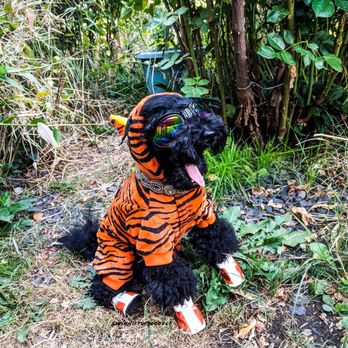 Cat Tales Wildlife Center - Sometimes I like to pretend I'm a cat tales tiger!! - Amusement Parks Near Me - Spokane, Washington Cat Tales Wildlife Center - Sometimes I like to pretend I'm a cat tales tiger!! - Amusement Parks Near Me - Spokane, Washington