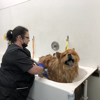 Love An Fluff - Pet Groomers Near Me - Lakeland, Florida