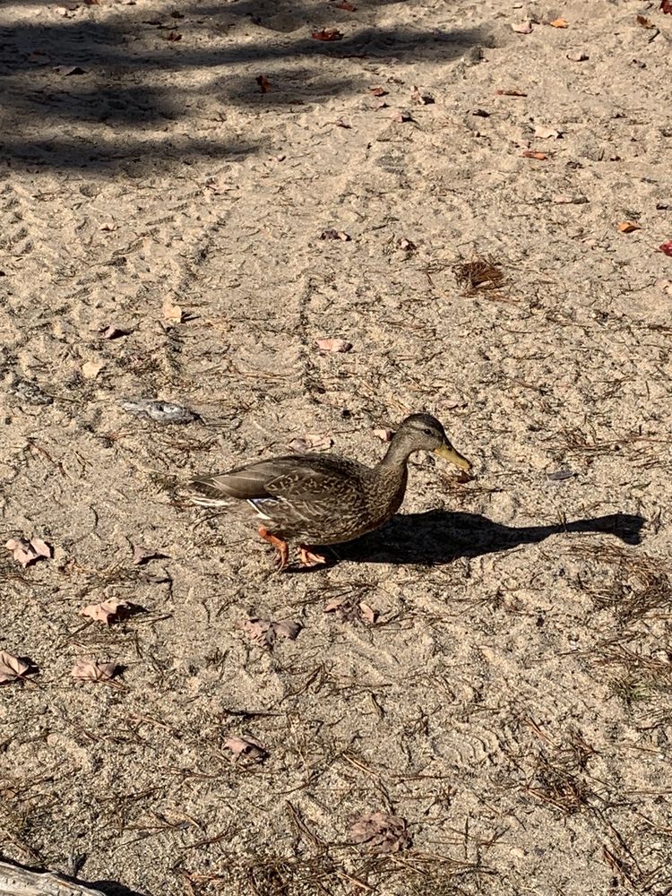 SEBAGO LAKE FAMILY CAMPGROUND Updated October 2024 23 Photos 1550