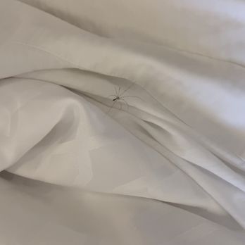Grande Colonial - Spider in my bed - Hotels Near Me - La Jolla, California Grande Colonial - Spider in my bed - Hotels Near Me - La Jolla, California