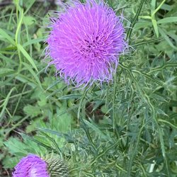 The South Fork Natural History Museum and Nature Center - Pretty flowers by a kettle pond.