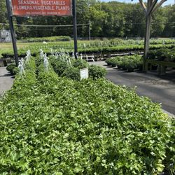 Al's Greenhouse - Lots of Italian parsley and swathes of mums in the background