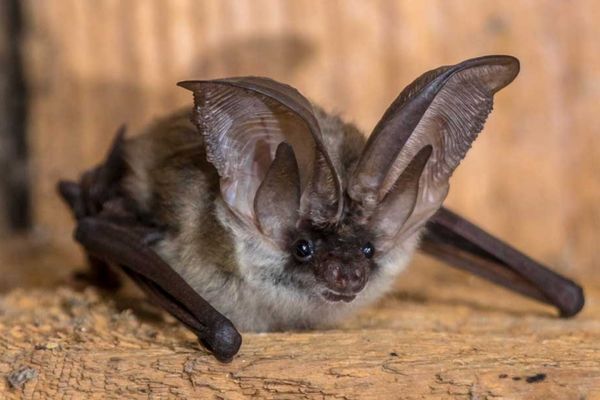 Are Bats Roosting in Your Attic? - Schedule 24/7 bat removal services in Brooks, Waterville, Augusta, Camden & Brunswick, ME
Don't continue to ignore the bat family residing in your attic. Bats can carry rabies and should be removed by a professional. Our bat removal specialists will inspect your structure to figure out where bats are entering. Once we locate the access points, we'll install a one-way door that will funnel them out of your house and keep them from getting back in.
Turn to Northeast Wildlife Services for bat removal and exclusion in the Brooks, Waterville, Augusta & Brunswick, Camden ME area. Our bat exclusion pros can block entry points to keep bats out. We can also install a bat house in your yard that will give bats in your area a comfortable place to roost.
3 great reasons to schedule bat removal services
Northeast Wildlife Services can remove bats from your attic or chimney in Brooks, Waterville, Augusta, Camden & Brunswick, ME at any time of the day or night. You should schedule professional bat removal services because:
1. Bats can transmit rabies
2. Bats will continue to re-enter your home unless exclusion steps are taken
3. Bats leave harmful droppings
Get animal control services by calling right away. We'll be glad to provide you with a free estimate. Are Bats Roosting in Your Attic? - Schedule 24/7 bat removal services in Brooks, Waterville, Augusta, Camden & Brunswick, ME
Don't continue to ignore the bat family residing in your attic. Bats can carry rabies and should be removed by a professional. Our bat removal specialists will inspect your structure to figure out where bats are entering. Once we locate the access points, we'll install a one-way door that will funnel them out of your house and keep them from getting back in.
Turn to Northeast Wildlife Services for bat removal and exclusion in the Brooks, Waterville, Augusta & Brunswick, Camden ME area. Our bat exclusion pros can block entry points to keep bats out. We can also install a bat house in your yard that will give bats in your area a comfortable place to roost.
3 great reasons to schedule bat removal services
Northeast Wildlife Services can remove bats from your attic or chimney in Brooks, Waterville, Augusta, Camden & Brunswick, ME at any time of the day or night. You should schedule professional bat removal services because:
1. Bats can transmit rabies
2. Bats will continue to re-enter your home unless exclusion steps are taken
3. Bats leave harmful droppings
Get animal control services by calling right away. We'll be glad to provide you with a free estimate.