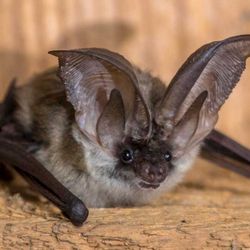 Northeast Wildlife Services