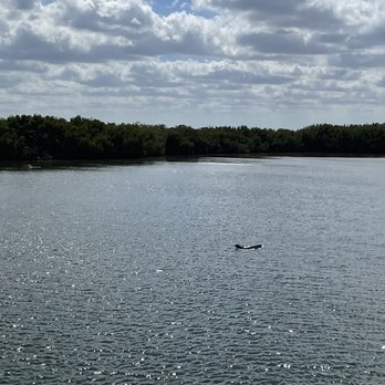 Manatee Viewing Center - Dolphin! - Zoos Near Me - Apollo Beach, Florida Manatee Viewing Center - Dolphin! - Zoos Near Me - Apollo Beach, Florida