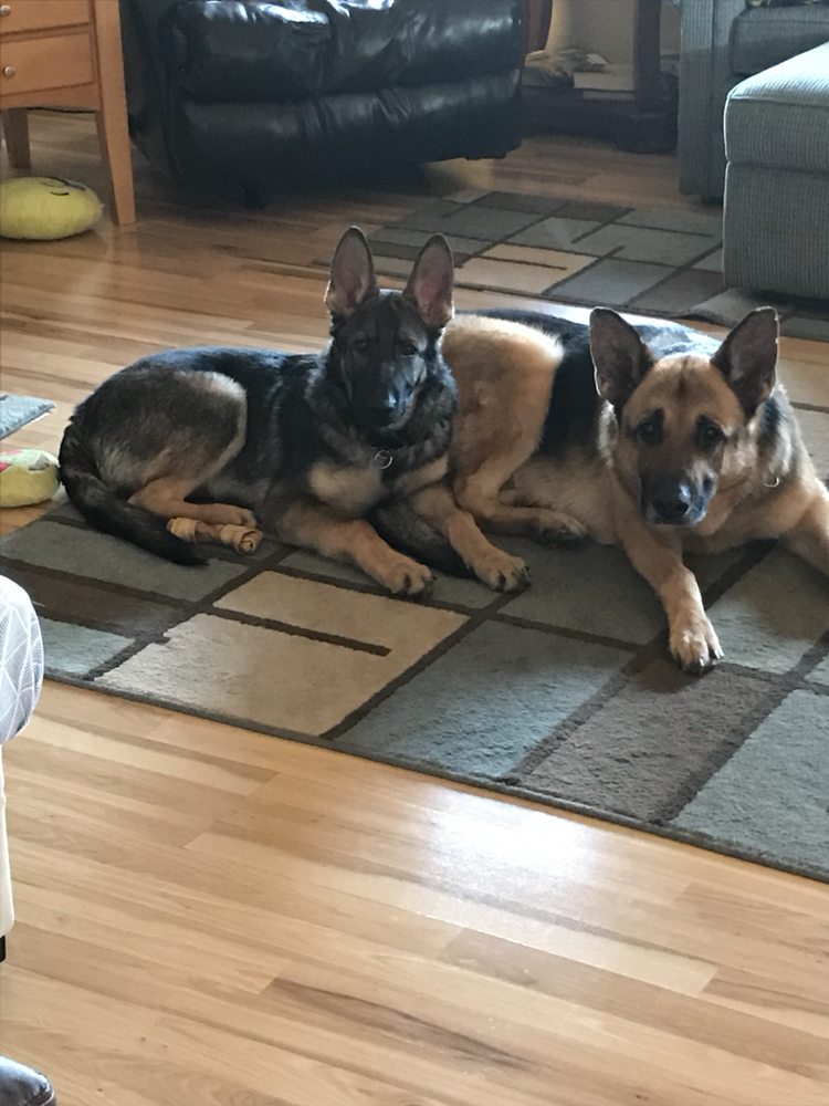 DORT TRANSMISSION Updated October 2024 6203 N Dort Hwy, Mt Morris, Michigan Auto Repair