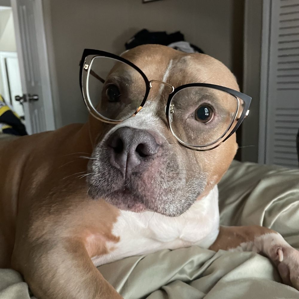 Park Veterinary Group - American staffordshire dog, female, spayed - Veterinarians Near Me - Roselle Park, New Jersey Park Veterinary Group - American staffordshire dog, female, spayed - Veterinarians Near Me - Roselle Park, New Jersey