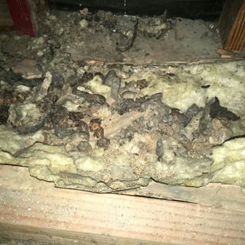 Already A Better Choice - BEFORE photo: proof of animal droppings throughout the attic. Animal urine had flattened the insulation. - Pest Control Near Me - El Monte, California