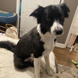 Jersey Girls Pet Grooming - Fluffy head, uneven. Looks like they cut it with a collar around his neck and didn't bother fixing it.