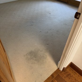 Wildcat Cleaning - Pet a tained carpet - Carpet Cleaning Near Me - Tempe , Arizona