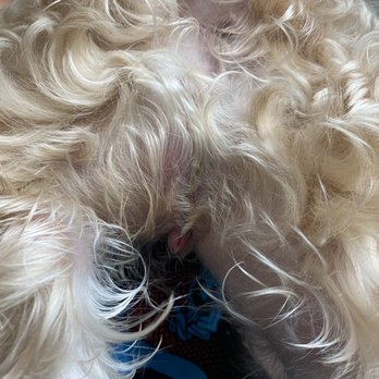 Pearland Barkway - Pet Groomers Near Me - Pearland, Texas Pearland Barkway - Pet Groomers Near Me - Pearland, Texas