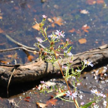 Mill Pond Park - Life from life - Parks Near Me - Bellmore, New York