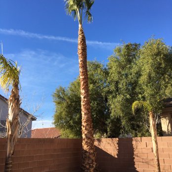 Treepro - After - Tree Services Near Me - Las Vegas, Nevada Treepro - After - Tree Services Near Me - Las Vegas, Nevada