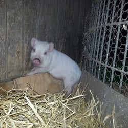Farmer  Jacks Christmas Trees - Baby pig part of the petting zoo
