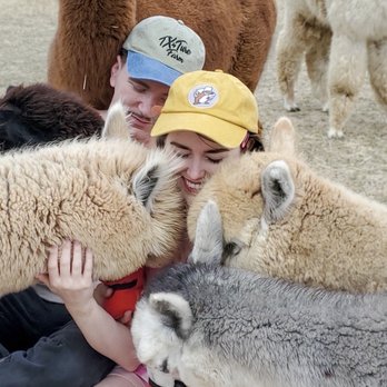 TX-Ture Farm - Alpaca farm - Attraction Farms Near Me - Aubrey, Texas