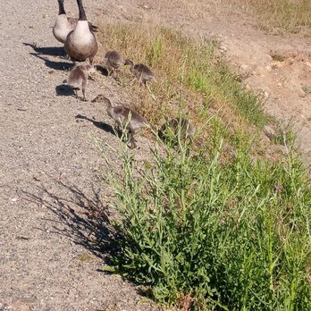Willow Hill Reservoir Community Park - Parks Near Me - Folsom, California