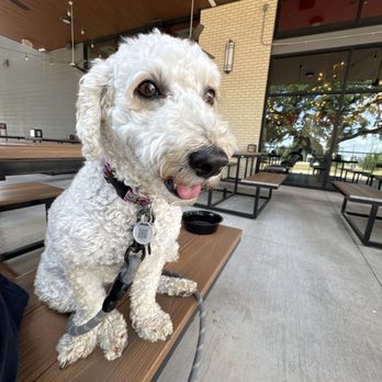 Torchy's Tacos - Coco relaxing on the patio at Torchy's at S. Congress and Slaughter - Tacos Near Me - Austin, Texas Torchy's Tacos - Coco relaxing on the patio at Torchy's at S. Congress and Slaughter - Tacos Near Me - Austin, Texas