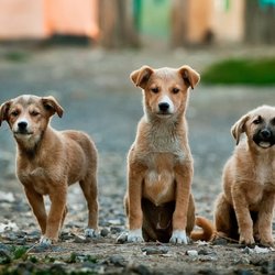 The Pet Social - Charlie, Max, Sally