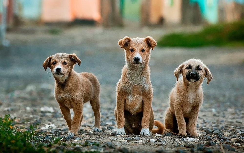 The Pet Social - pet boarding facility in Churubusco, IN