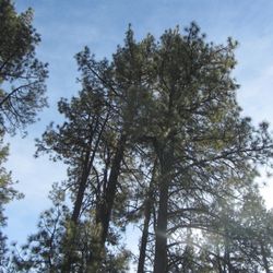 Pathfinder Ranch - The forest