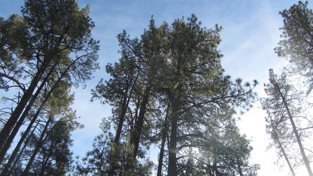 Pathfinder Ranch - The forest - Summer Camps Near Me - Mountain Center, California Pathfinder Ranch - The forest - Summer Camps Near Me - Mountain Center, California