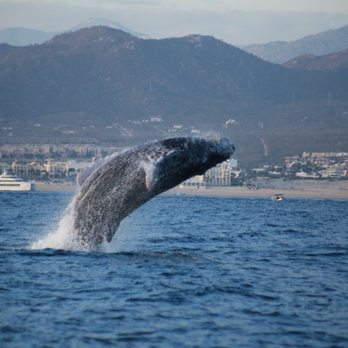 Cabo Trek - Whale Watching Tours Near Me - Cabo San Lucas, BCS