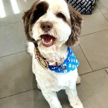 Petway Mobile Pet Grooming - Pet Groomers Near Me Petway Mobile Pet Grooming - Pet Groomers Near Me
