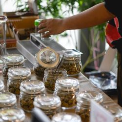 Medusa Farms Dispensary 