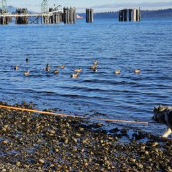 Anacortes Ferry Terminal - Pre-ferry duck chase!