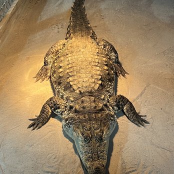 Crocodile Encounter - Crocs! - Zoos Near Me - Angleton, Texas Crocodile Encounter - Crocs! - Zoos Near Me - Angleton, Texas