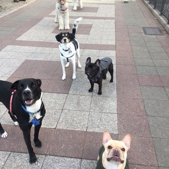 Bark and Burn - Dog Walkers Near Me - New York, New York Bark and Burn - Dog Walkers Near Me - New York, New York
