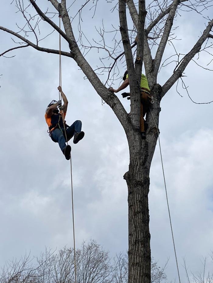 Monster Tree Service of Knoxville - tree service in Knoxville, TN