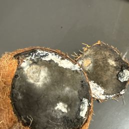 Moldy coconut. Nasty af Moldy coconut. Nasty af