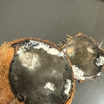 99 Ranch Market - Moldy coconut. Nasty af - Grocery Near Me - Fremont, California 99 Ranch Market - Moldy coconut. Nasty af - Grocery Near Me - Fremont, California