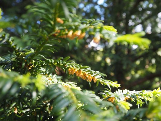 Tropical Greenhouse by null