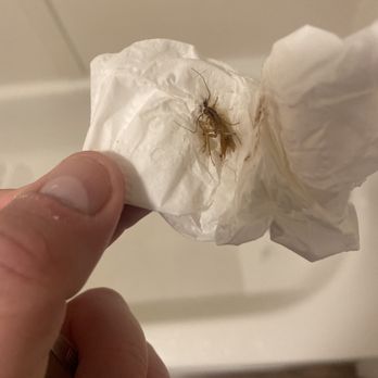 Vagabond Inn - Buttonwillow North I-5 - A roach (I think) that I killed while crawling on the wall a live my bed. - Hotels Near Me - Buttonwillow, California