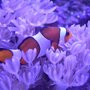 Photo of Sea Critters Depot