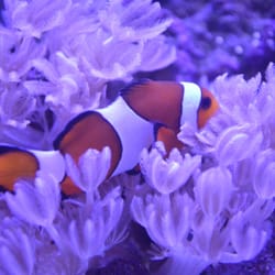 Sea Critters Depot - This was a Clownfish I bought from Sea Critter Depot about 2 years ago along with the Pulsing Xenia. Both doing GREAAT!