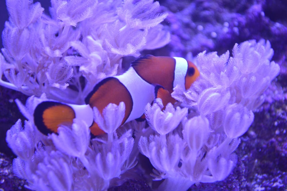Sea Critters Depot Image