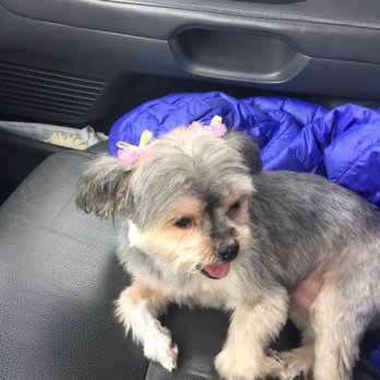Bath Brush & Beyond - Pet Groomers Near Me - Federal Way, Washington