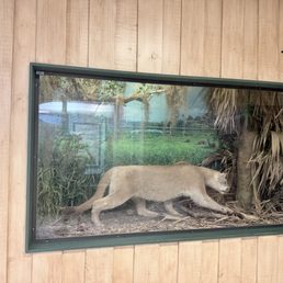 Florida panther sculpture at visitor center Florida panther sculpture at visitor center