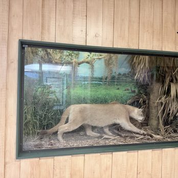 Myakka River State Park - Florida panther sculpture at visitor center - Parks Near Me - Sarasota, Florida Myakka River State Park - Florida panther sculpture at visitor center - Parks Near Me - Sarasota, Florida