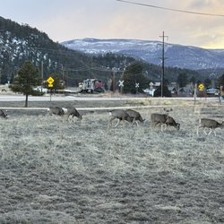 Aspen Ridge Cabins - Surrounded by deer!