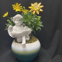 Shamrock Flowers - Daisy plant, cherub in a nice ceramic pit with decorative flower